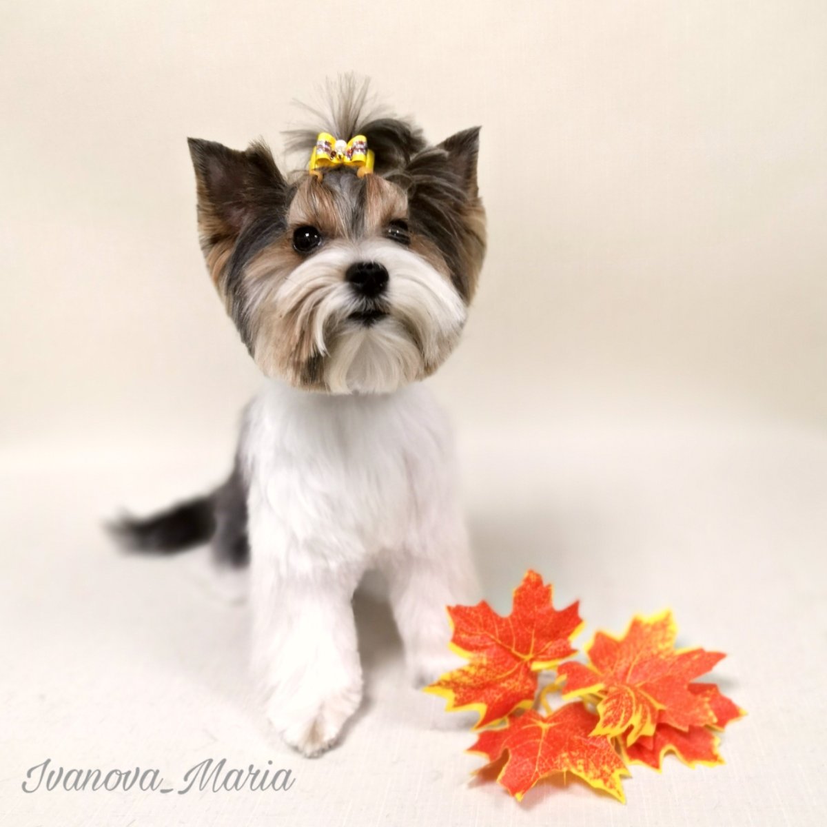 Бивер Йорк белый