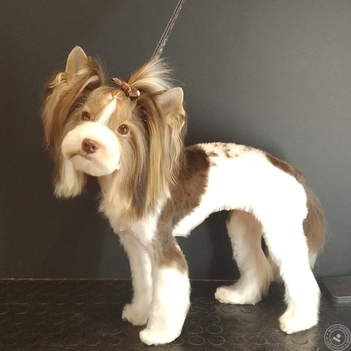 Мэделин Бивер