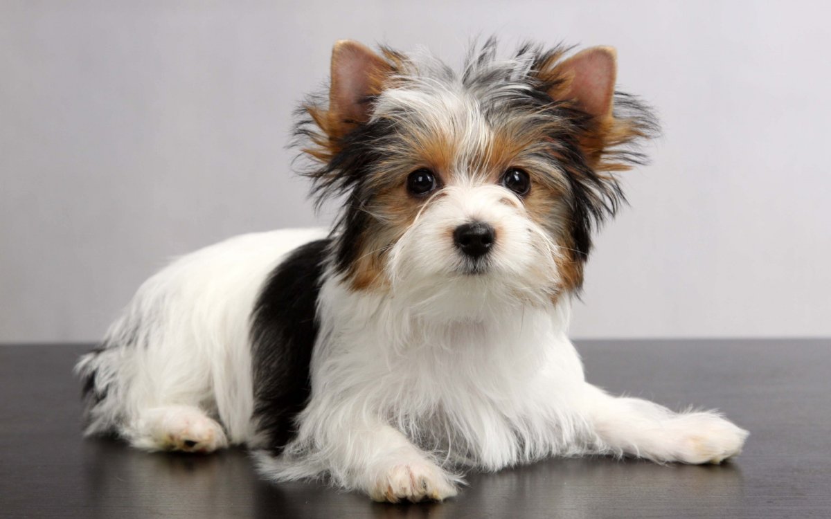 Бивер терьер Пинки