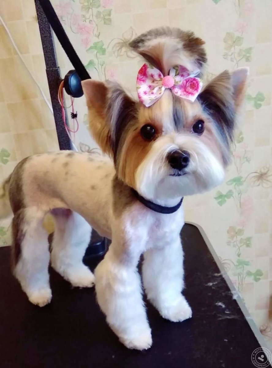 Стрижки Бивер терьеров