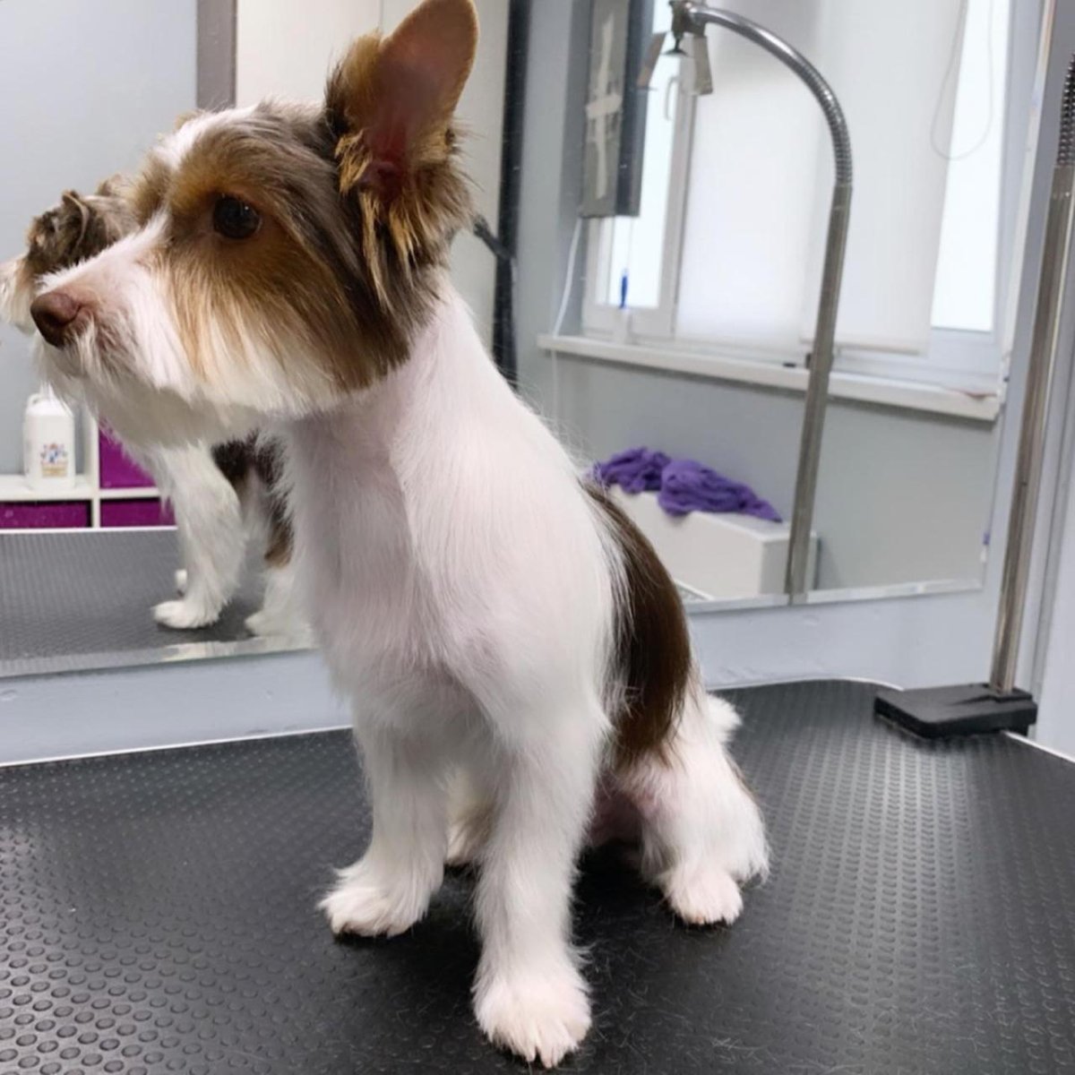 Стрижки Бивер терьеров