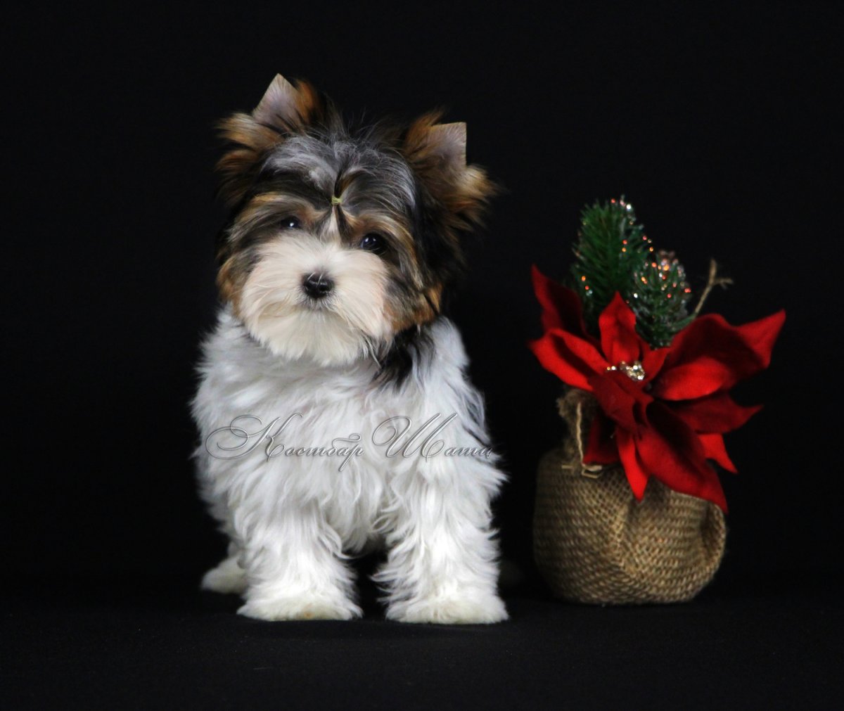 Собаки до 15 кг породы фото