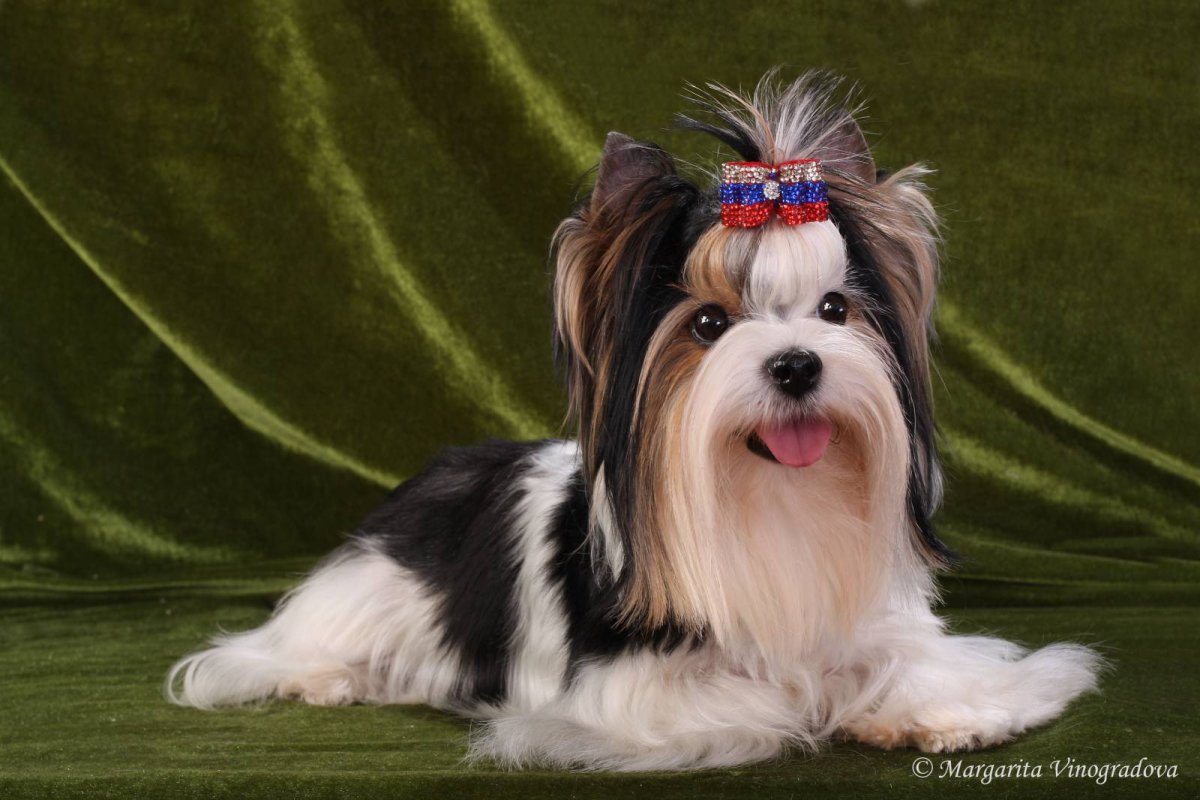 Бивер-Йоркширский терьер