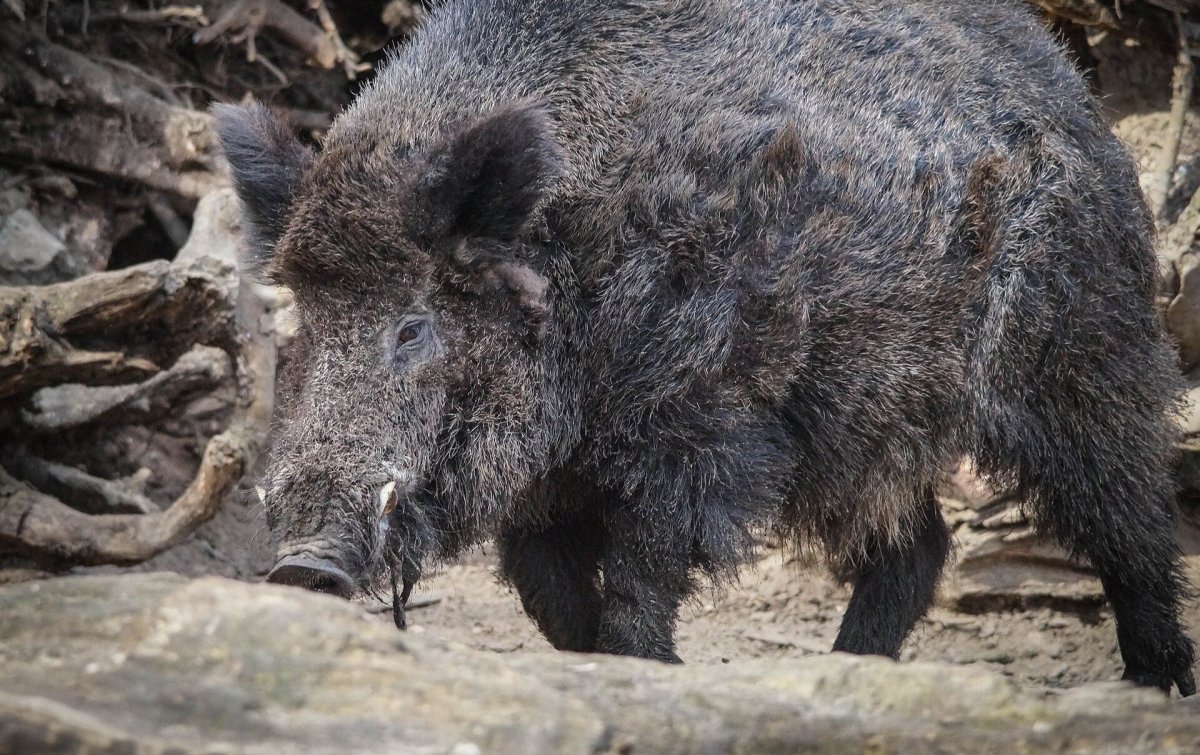 Дикий кабан секач