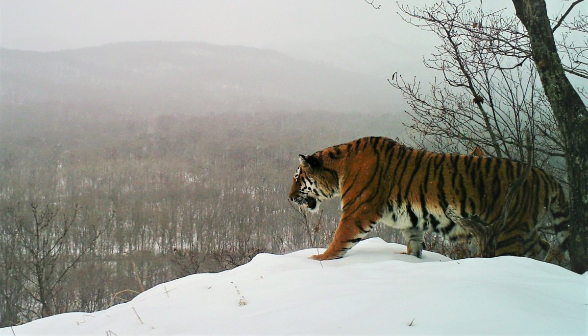 Саяно-Шушенский заповедник кабан