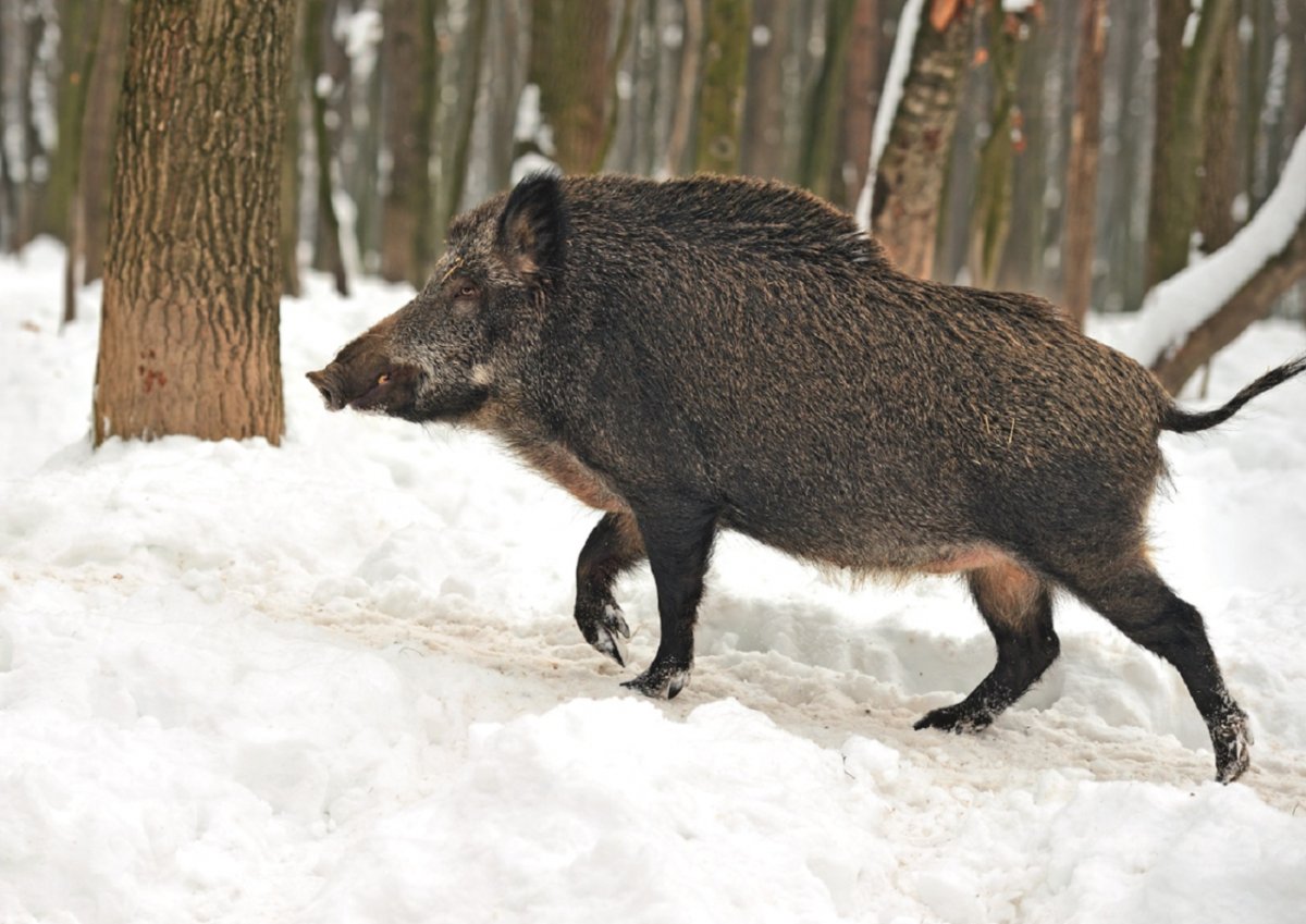 Гималайский медведь в Сихотэ-Алинь