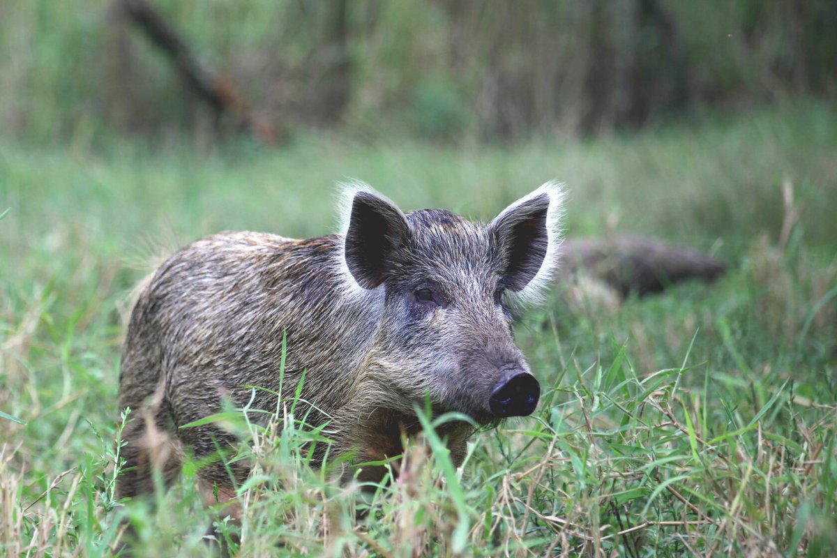 Животные Краснодарского края кабан