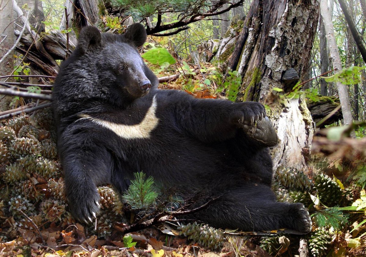 Вепрь кабан