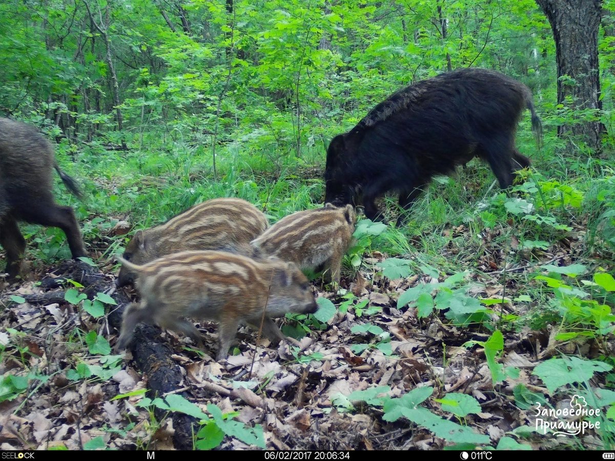 Кабан Вепрь секач