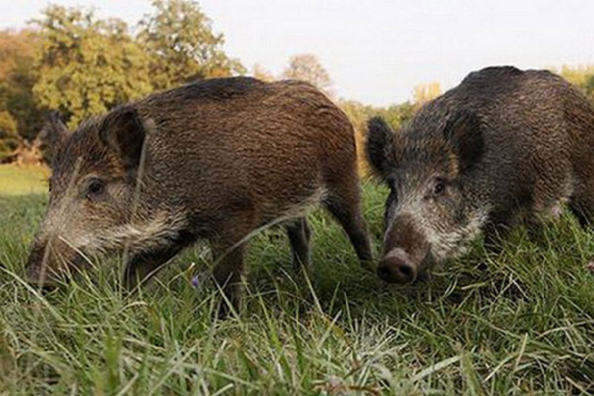 Дальний Восток Амурский тигр