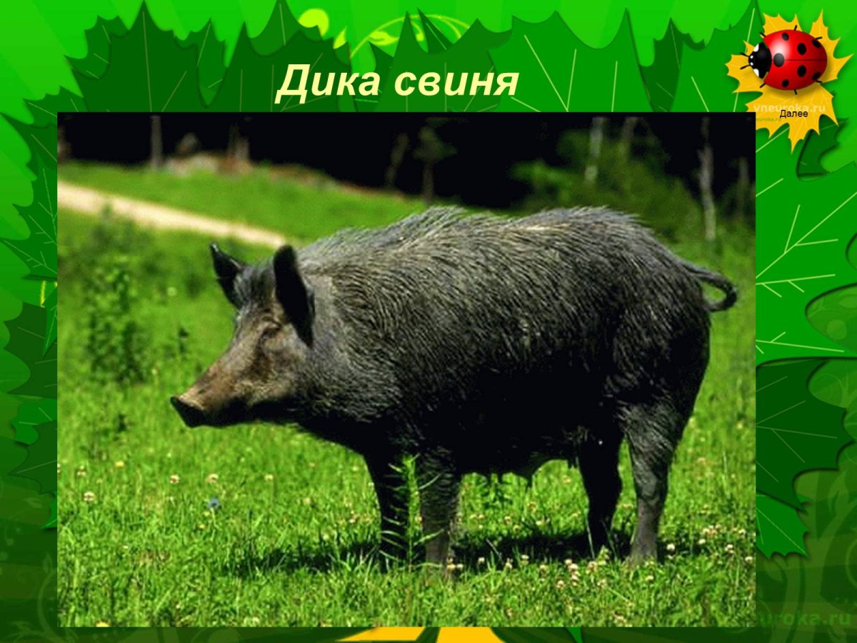 Кабан Ильменский заповедник