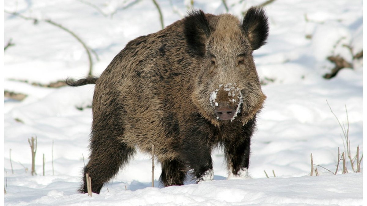 Сибирский дикий кабан