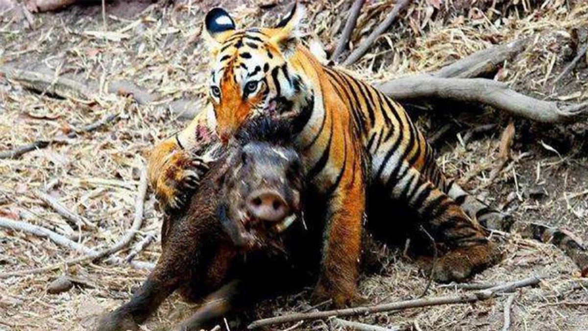 Дикий Арденский Вепрь