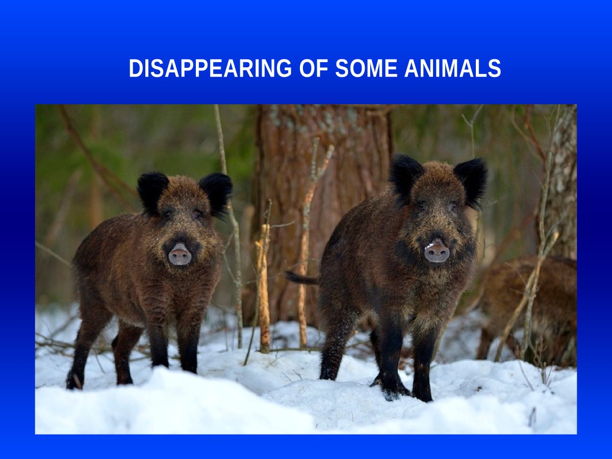 Кабан Воронежского заповедника