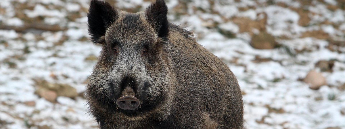 Кабан секач Дальневосточный