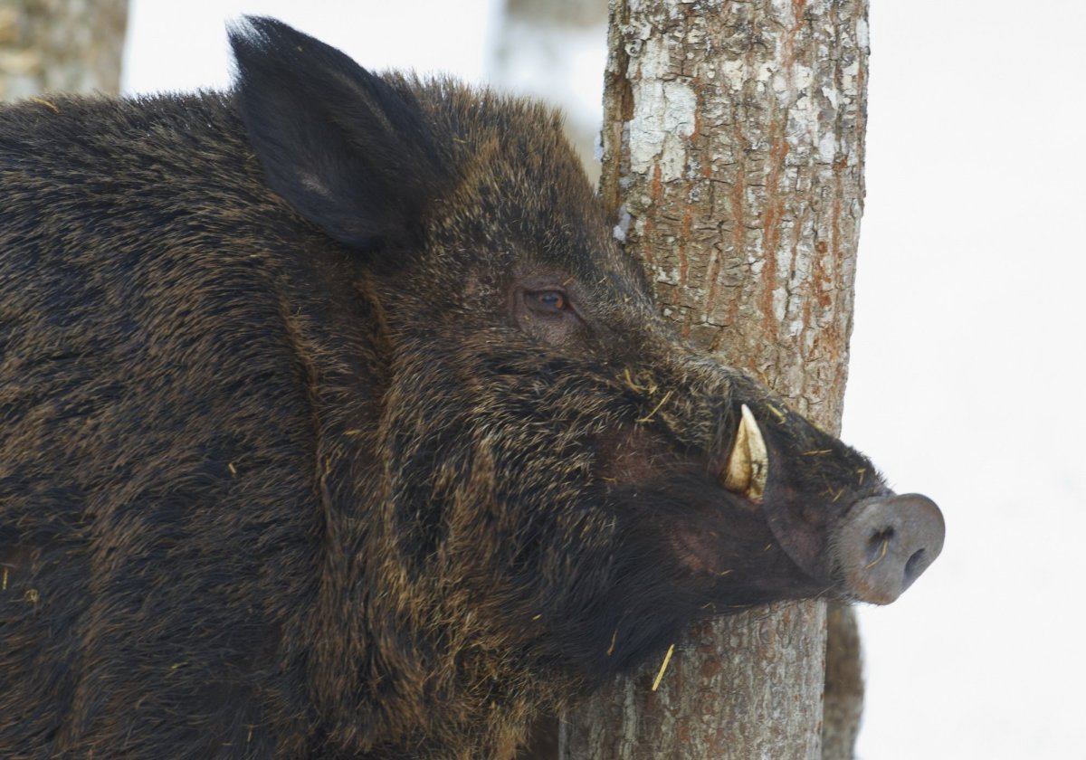 Дикий кабан секач охота