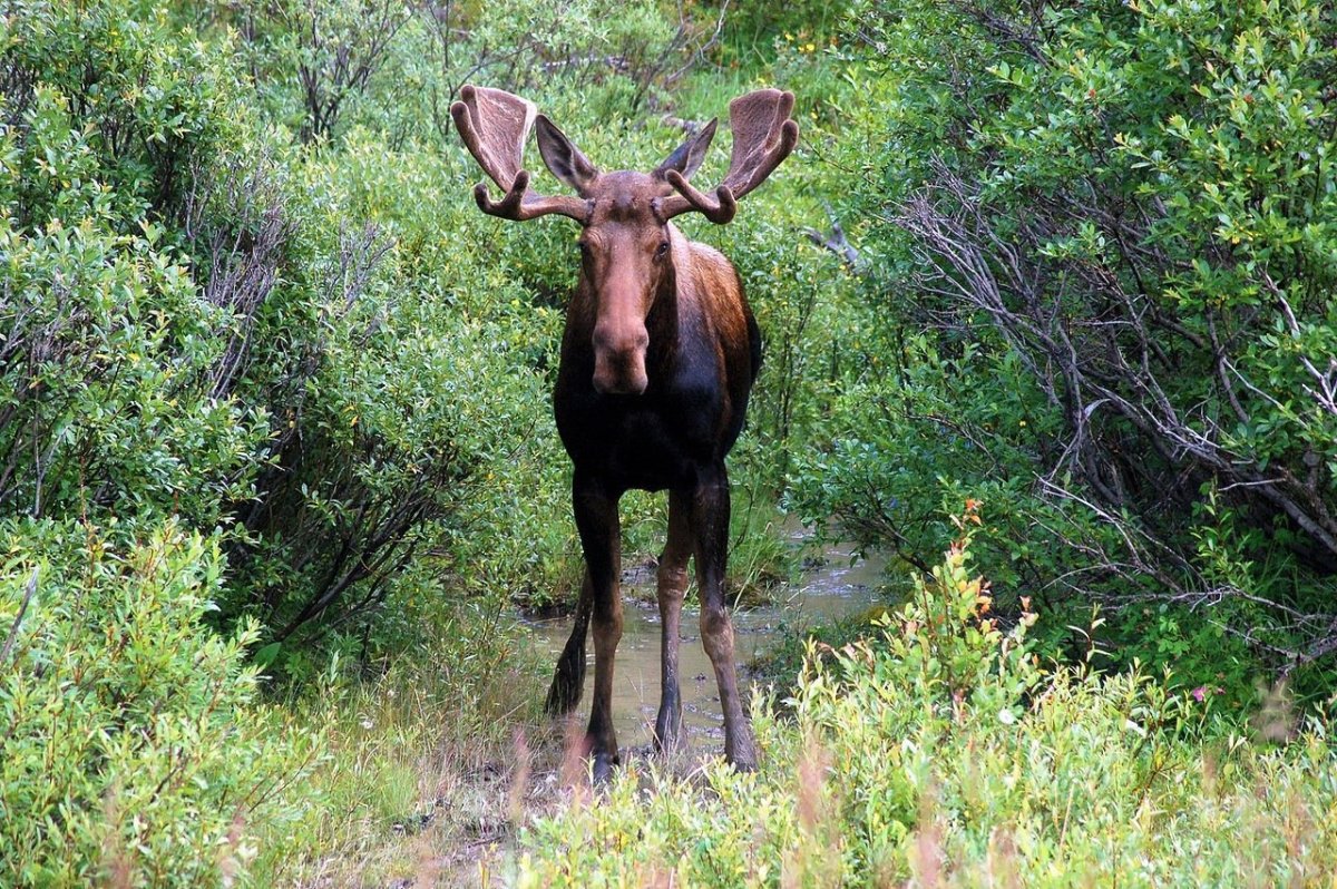 Дикий кабан в лесу