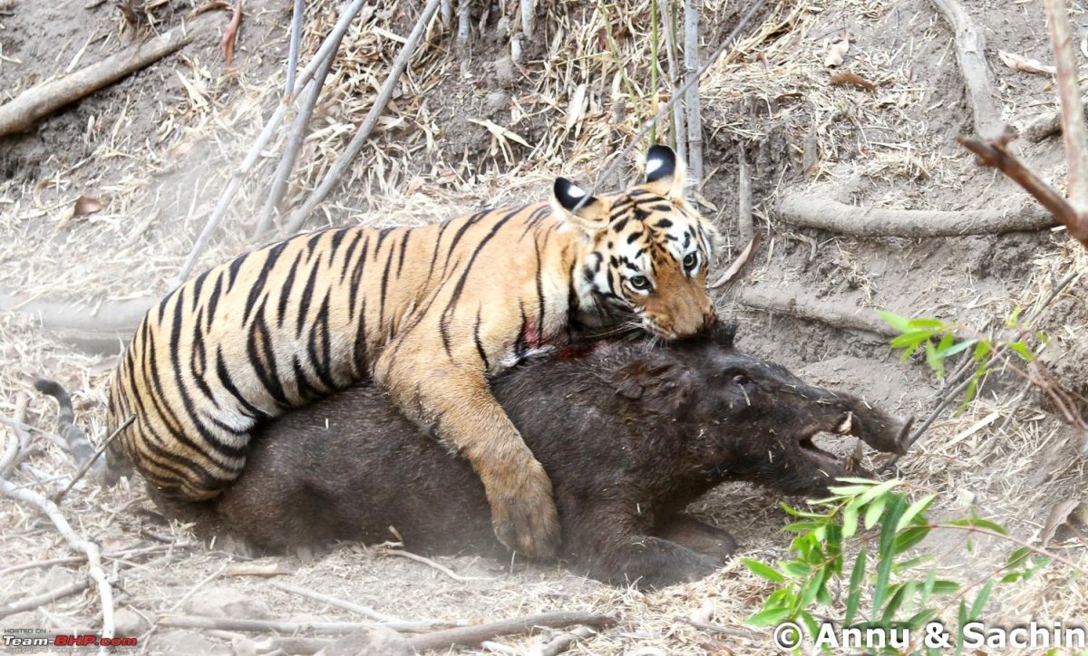 Тигр и его добыча