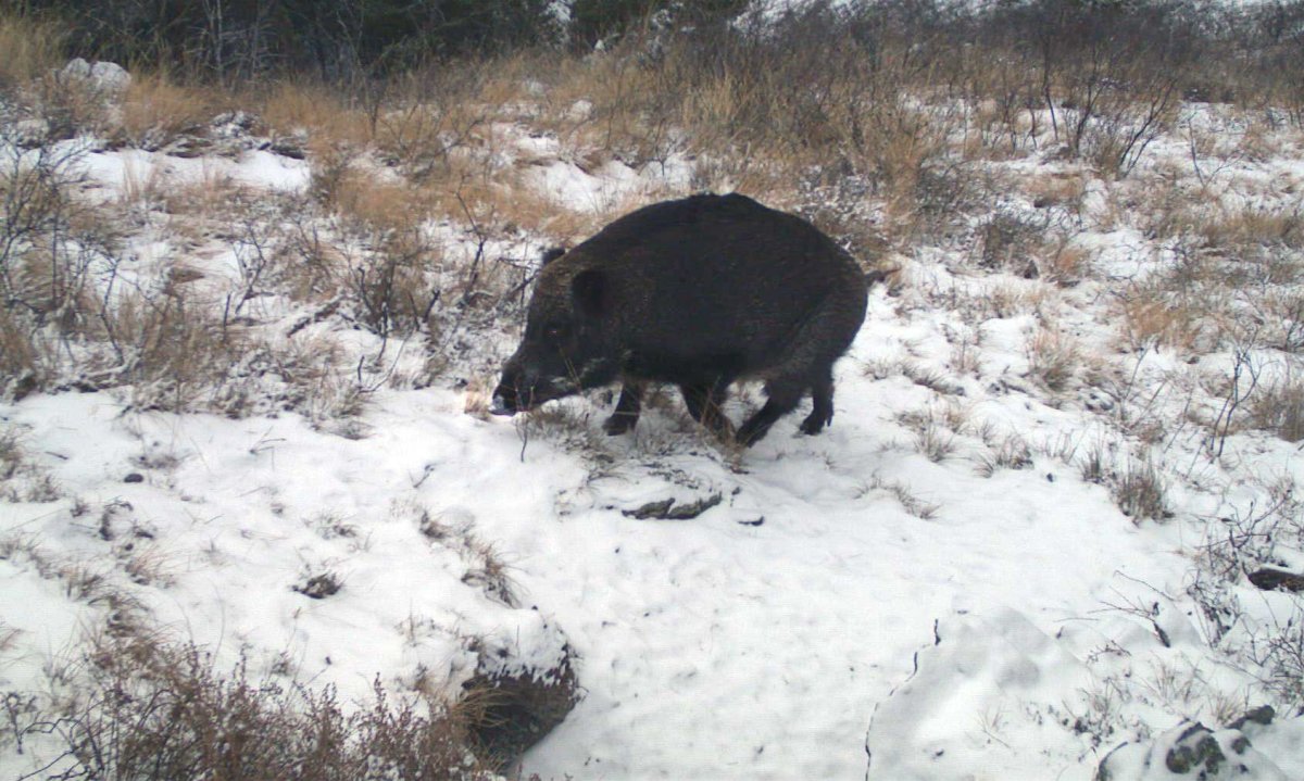 Фауна Саратовской области