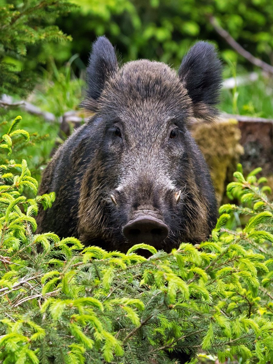 Вепрь секач