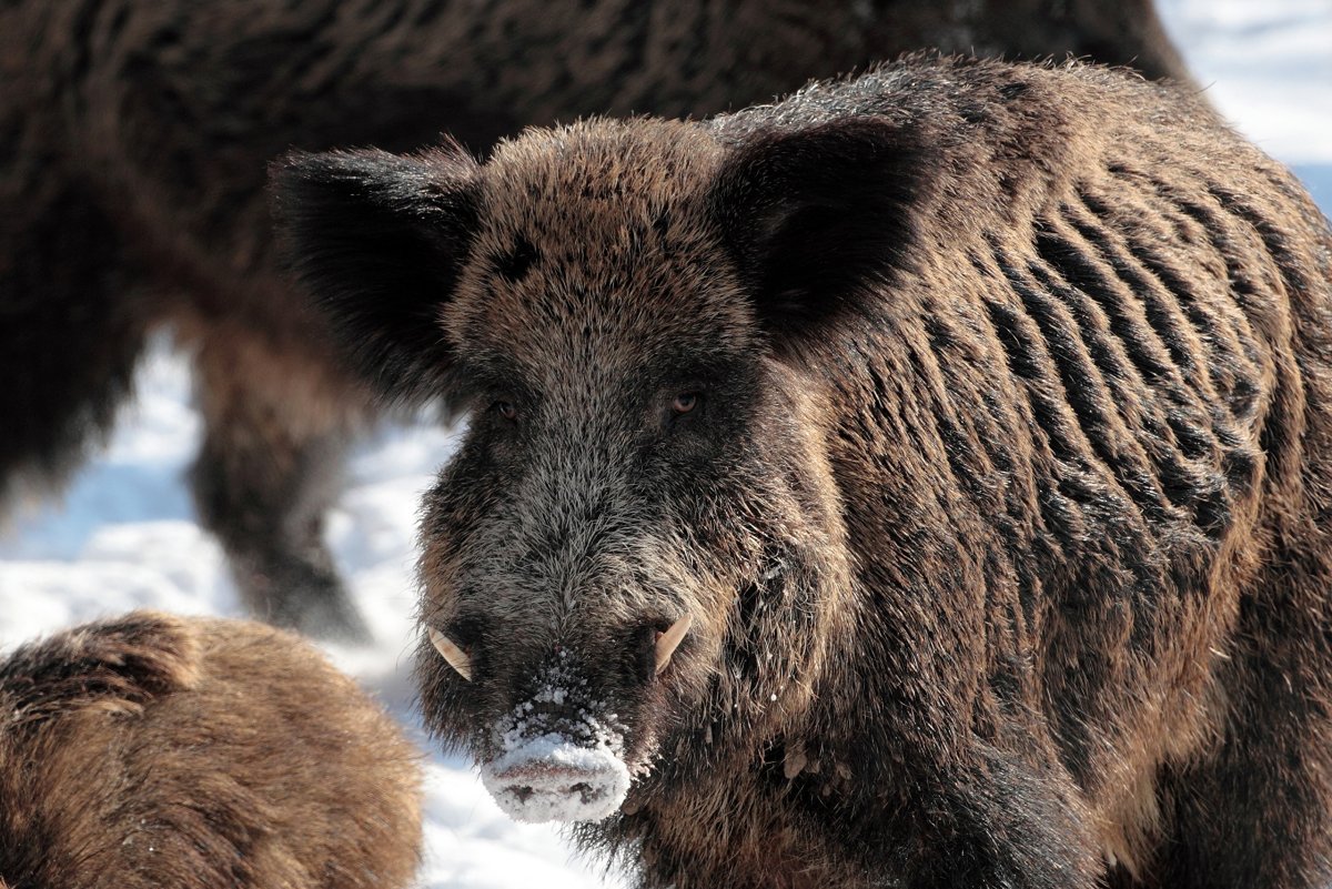 Лесной кабан Геншин