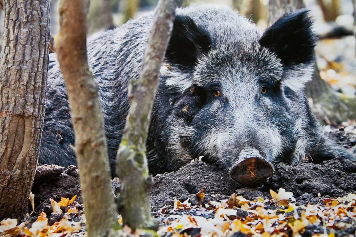 Кабаны в Ростовской области