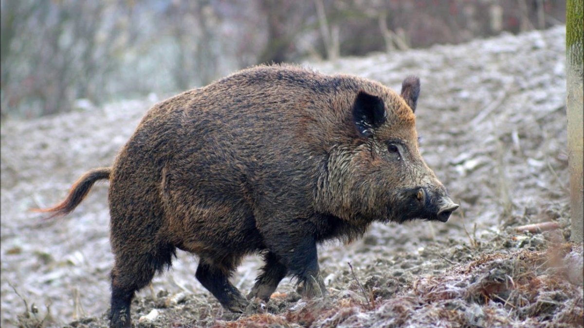 Кабаны в Тульской области