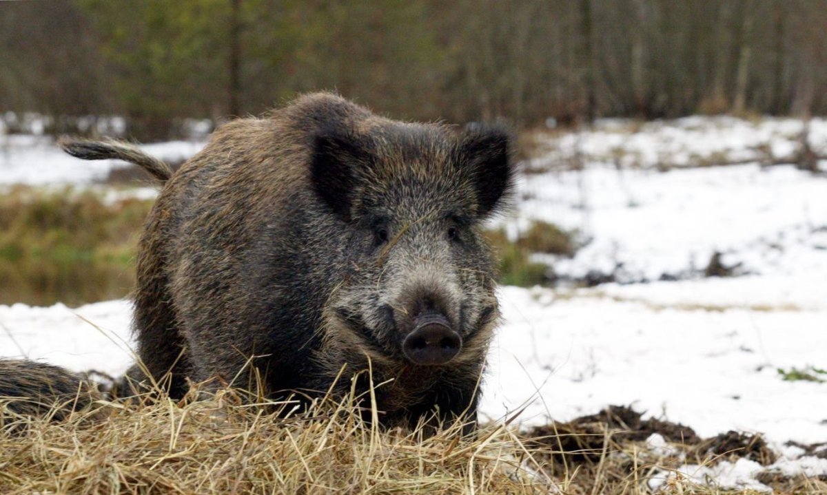 Вепрь Тверская область
