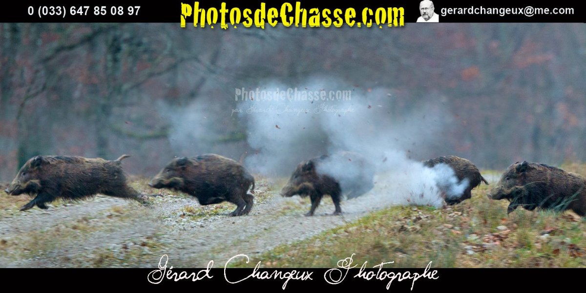 Сохатый Дальневосточный