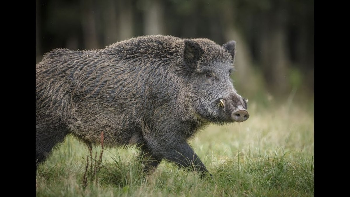 Стадо Кабанов секач