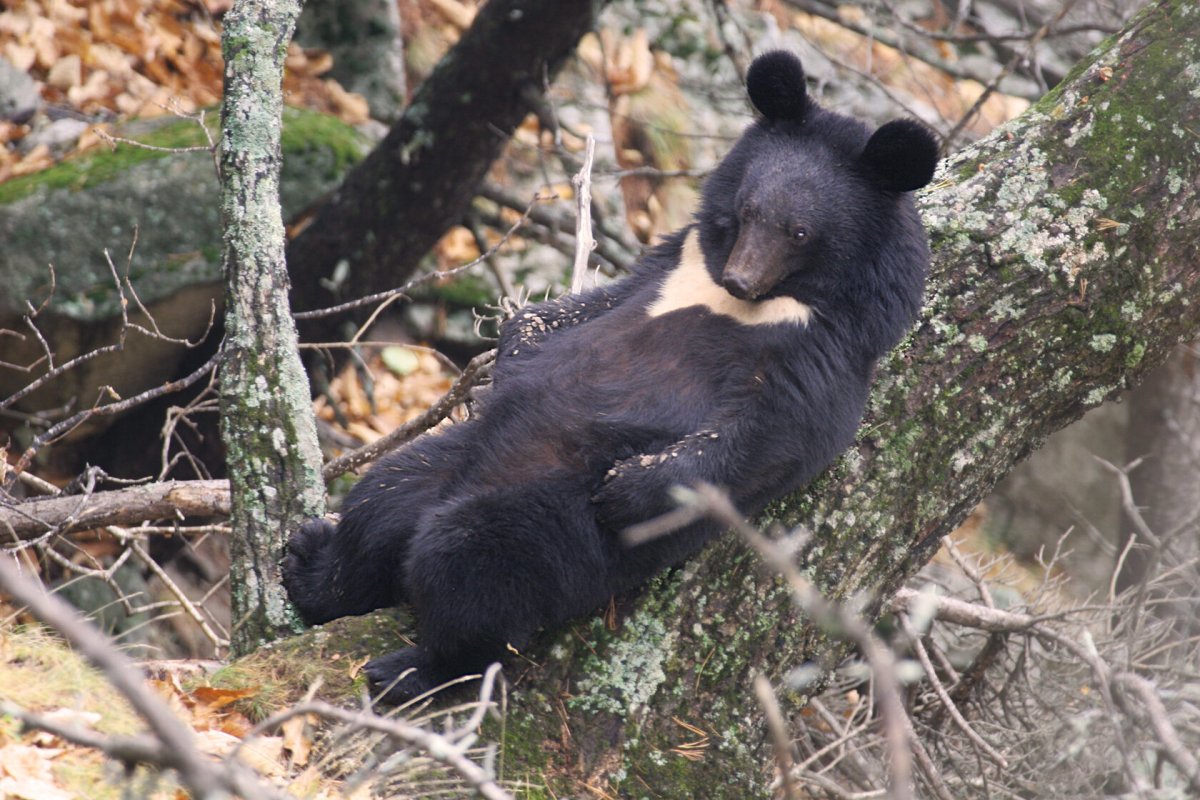 Самый большой кабан секач Вепрь