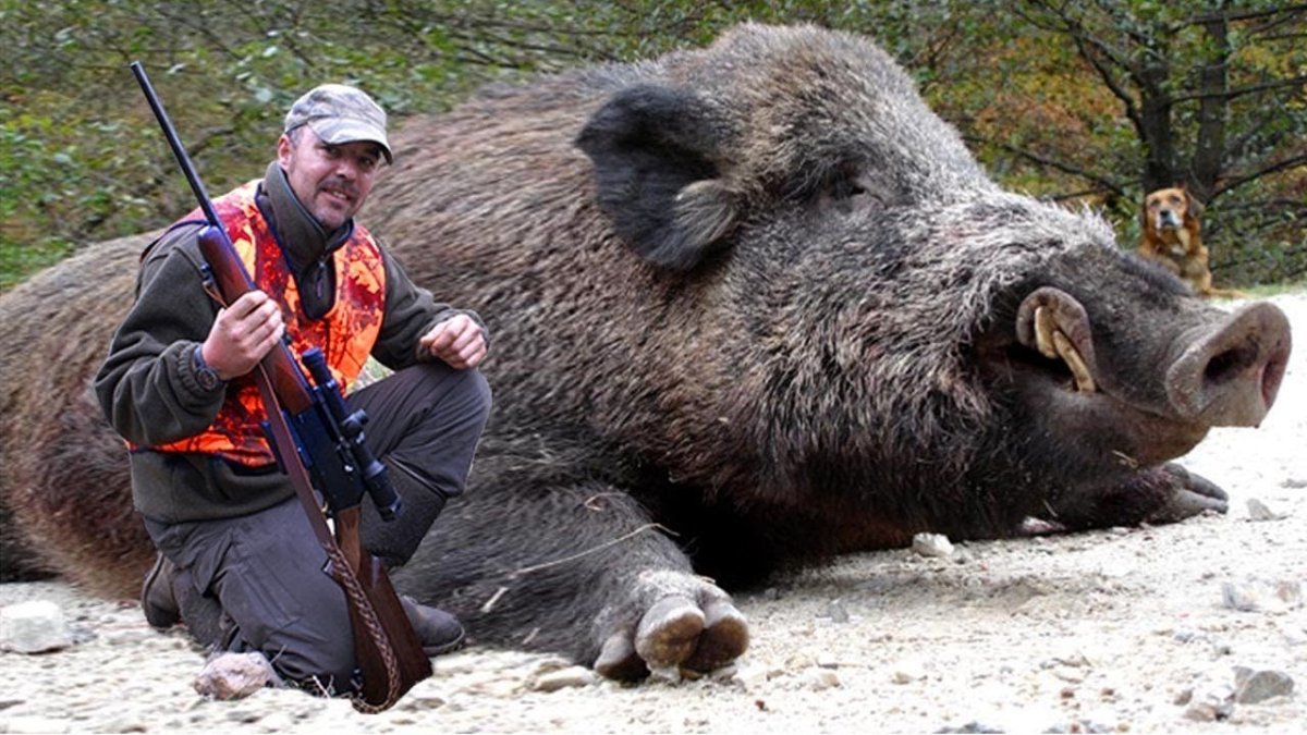 Амурский тигр охота на кабана