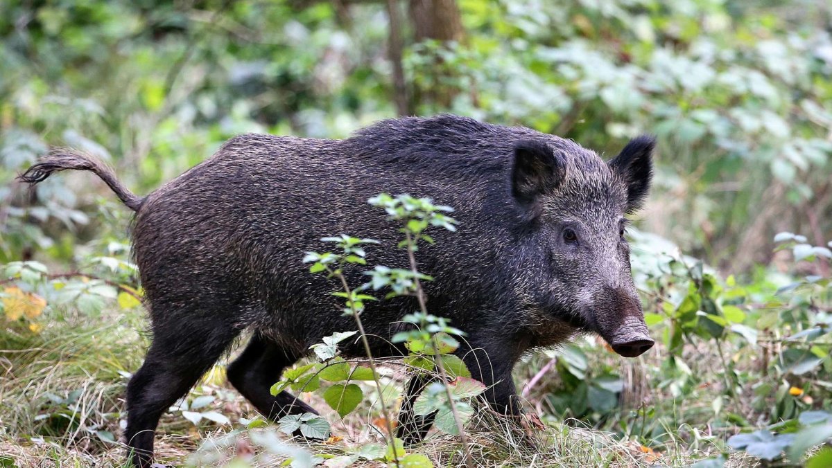 Вепрь секач