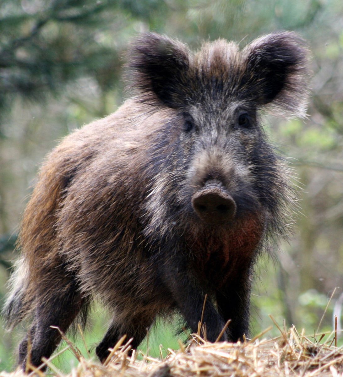 Кабаны Дикие Курганской области