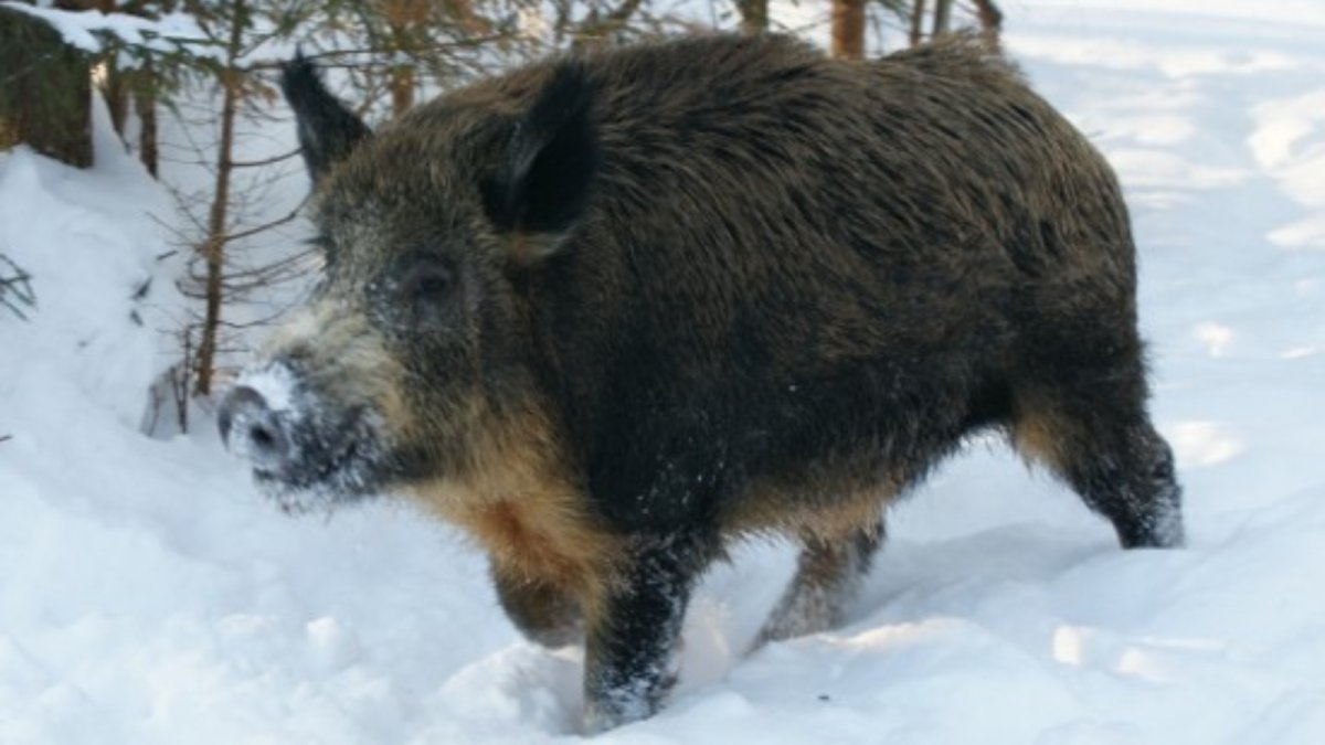 Самый большой дикий кабан секач