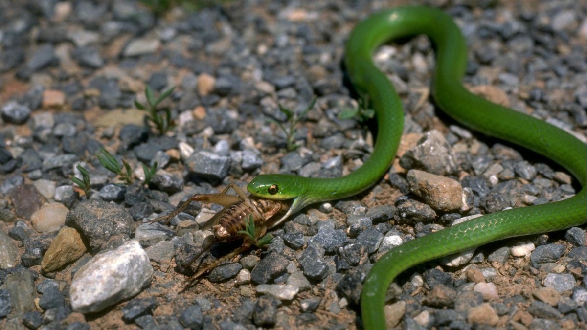 Змеи Приморского края полоз