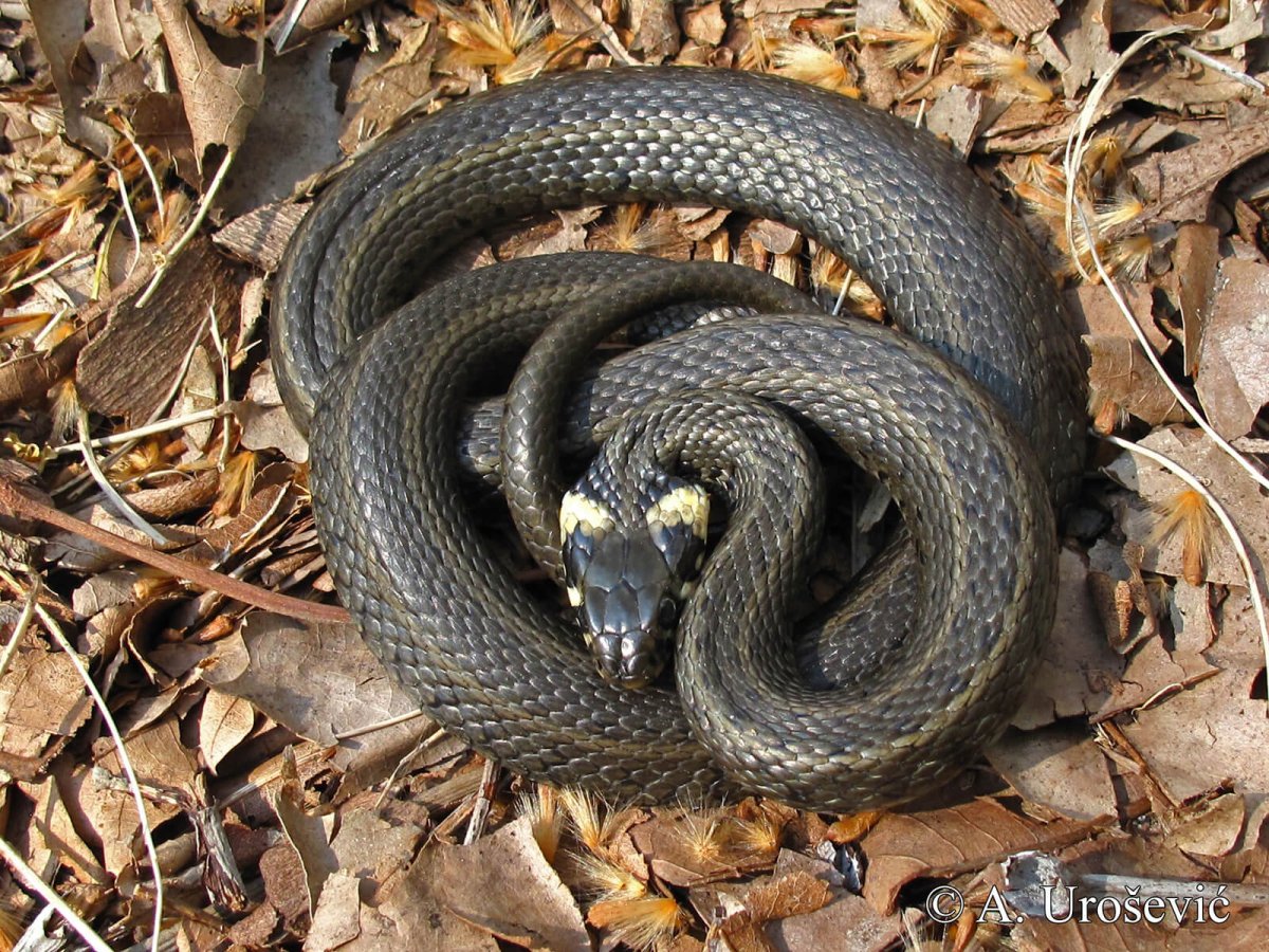 Змеи Донецкой области