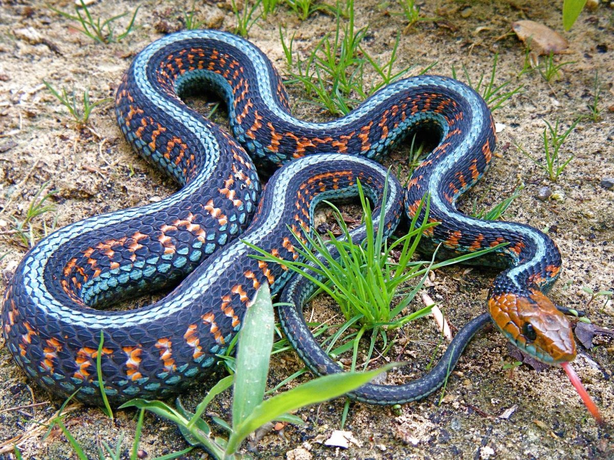 Голубая подвязочная змея