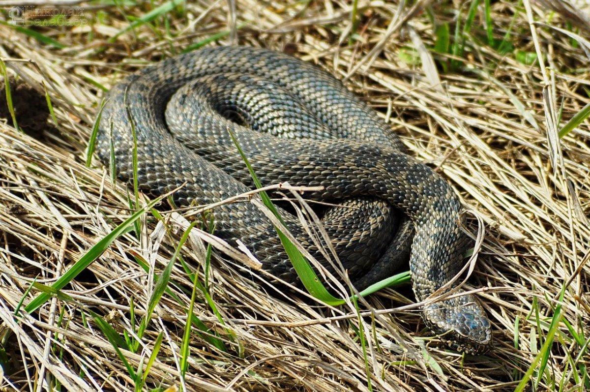 Кавказская Степная гадюка