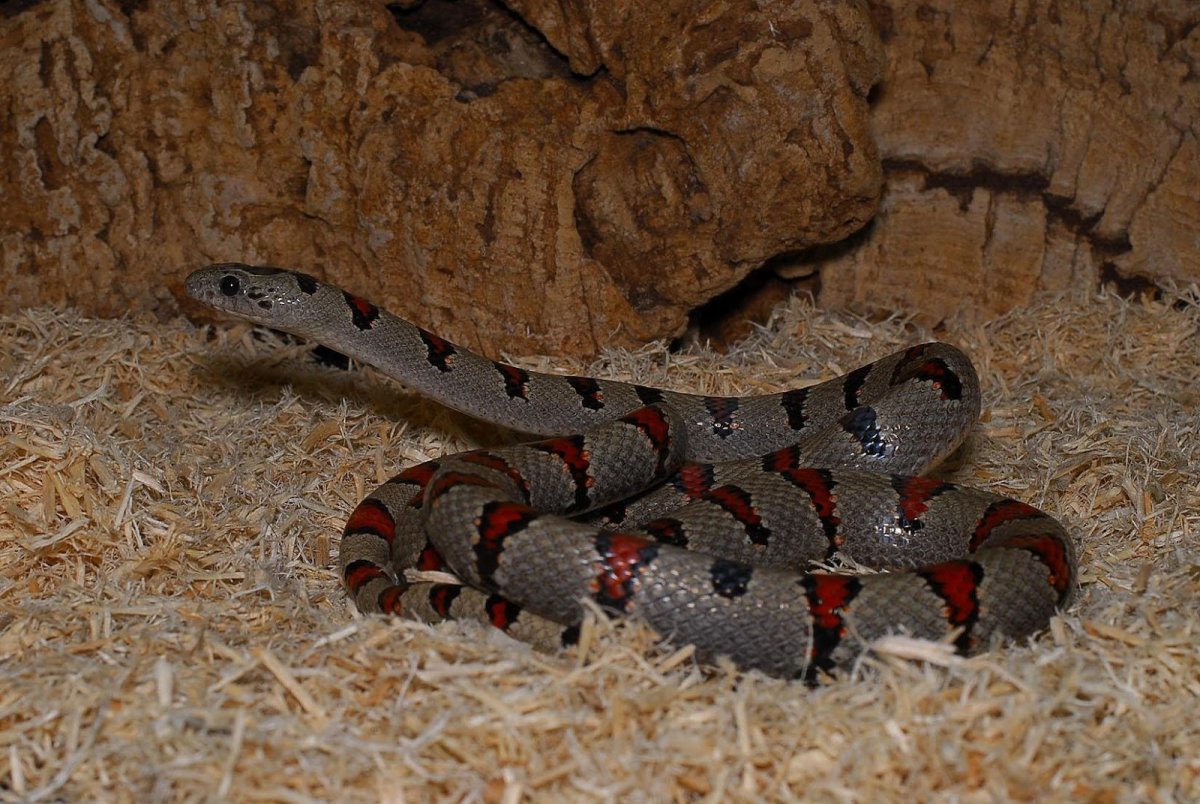 Змеи названия