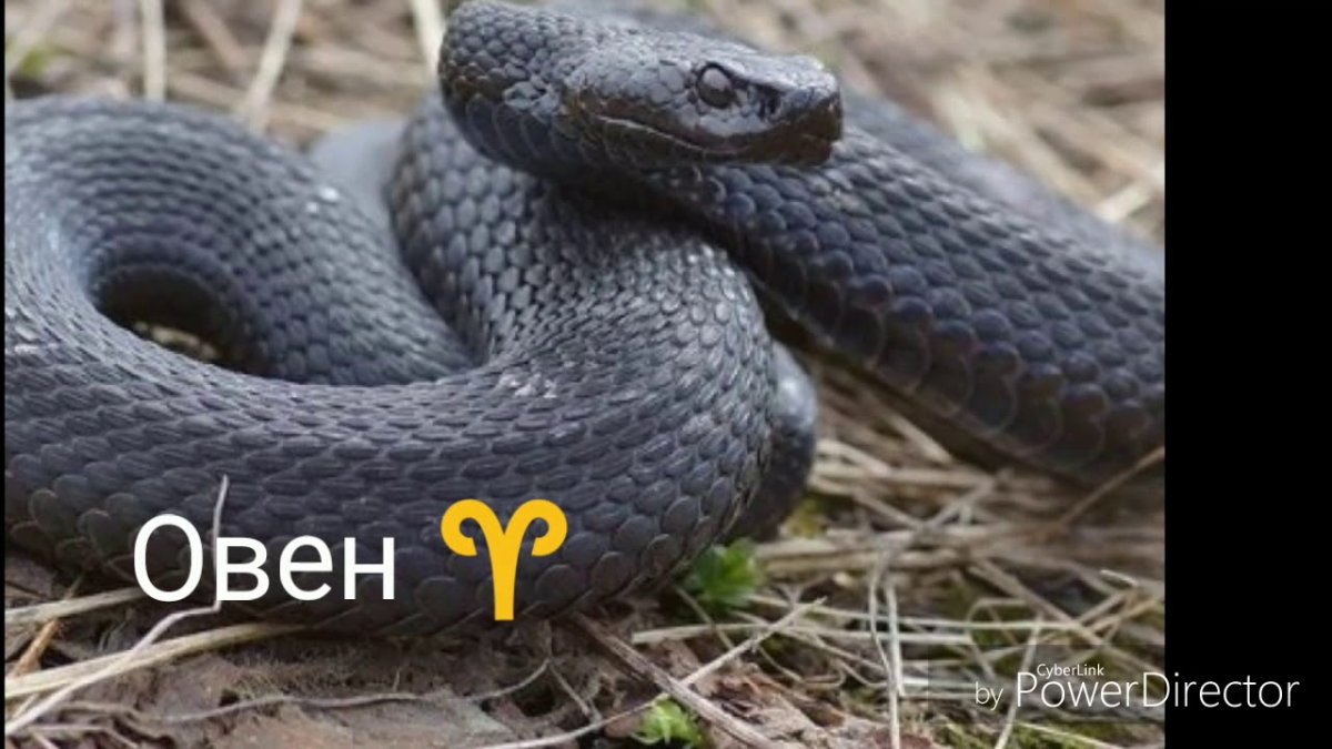 Змеи Кемеровской области