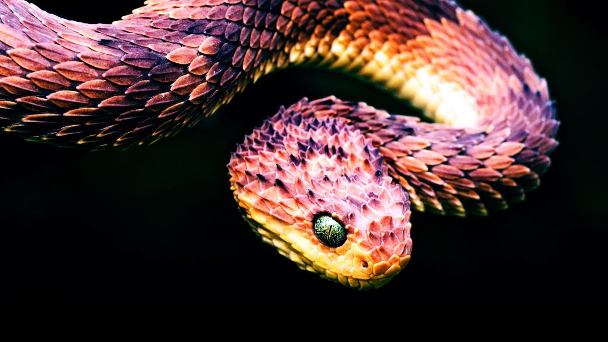 Буш Вайпер змея