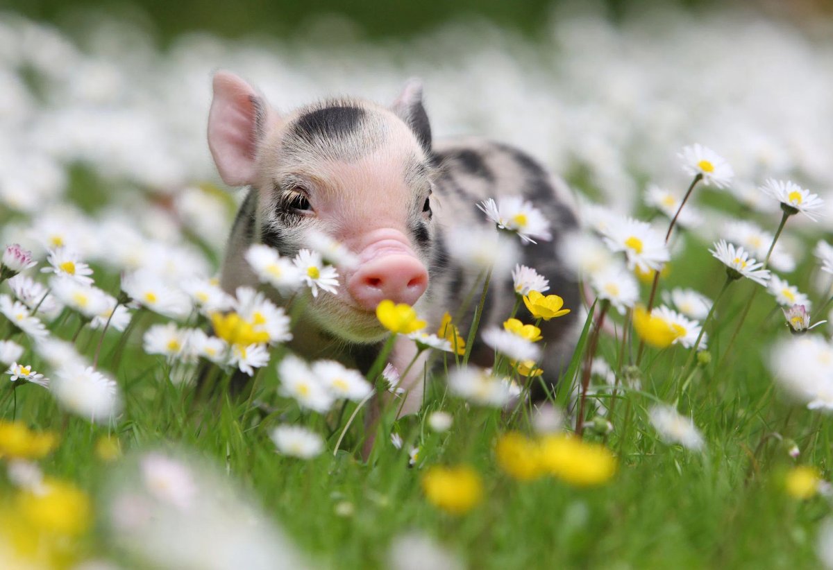 Поросенок весной