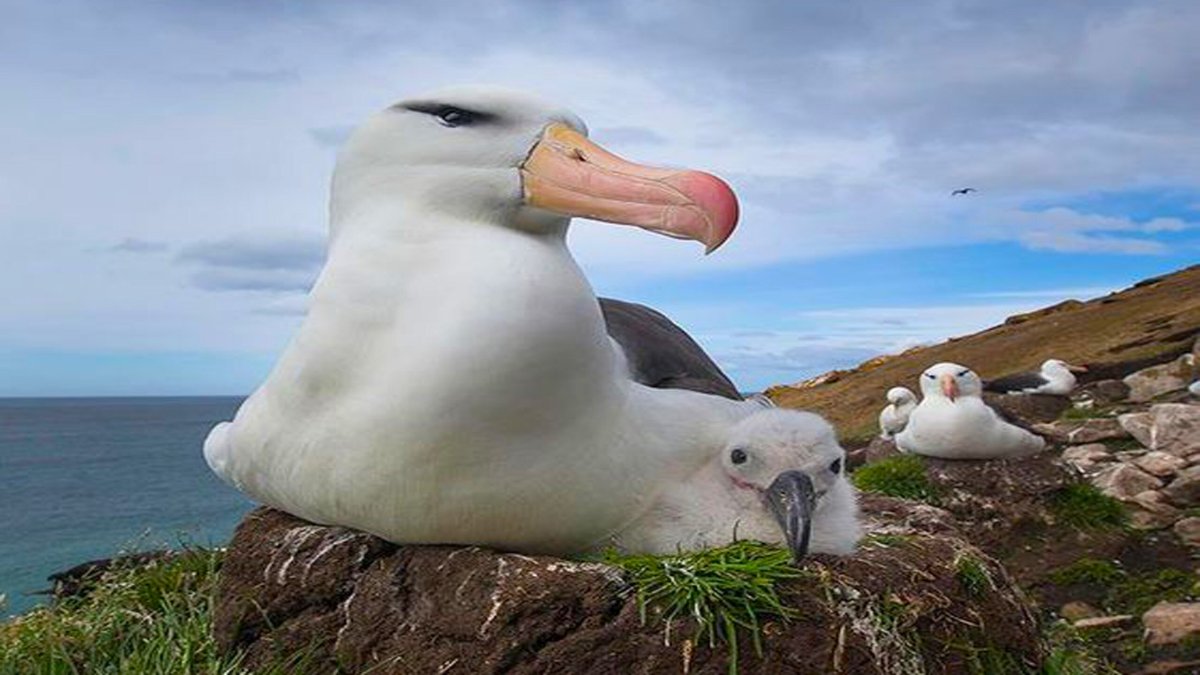 Странствующий Альбатрос с человеком