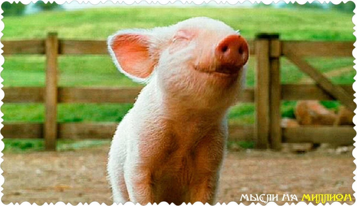 Поросенок улыбается