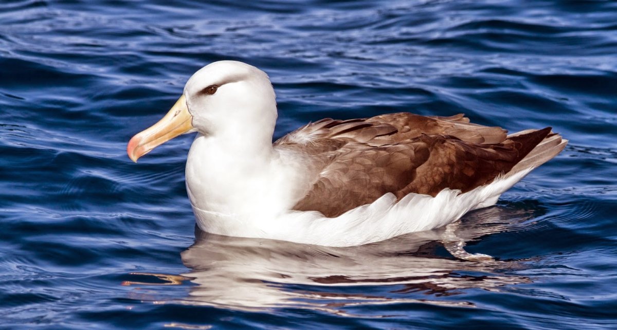 Альбатрос 3331