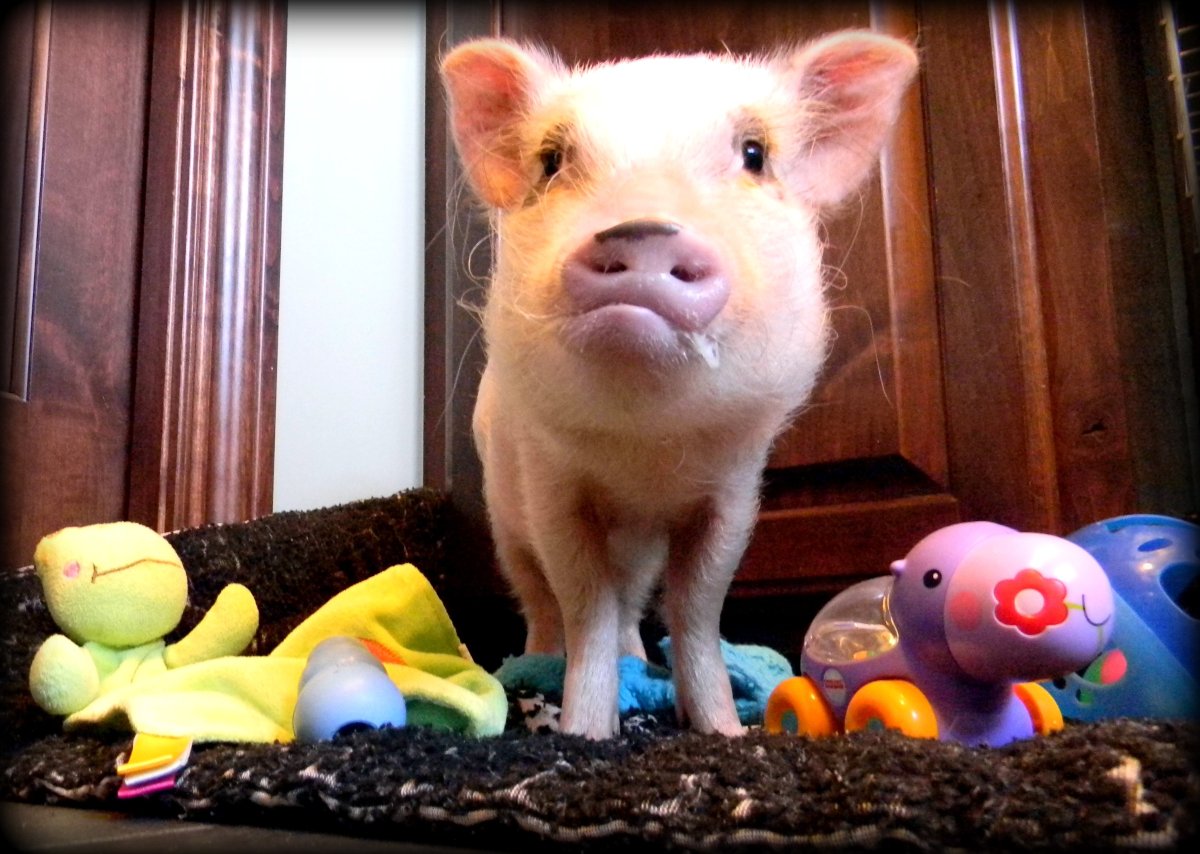 Минипиг Бергштрессер книрт