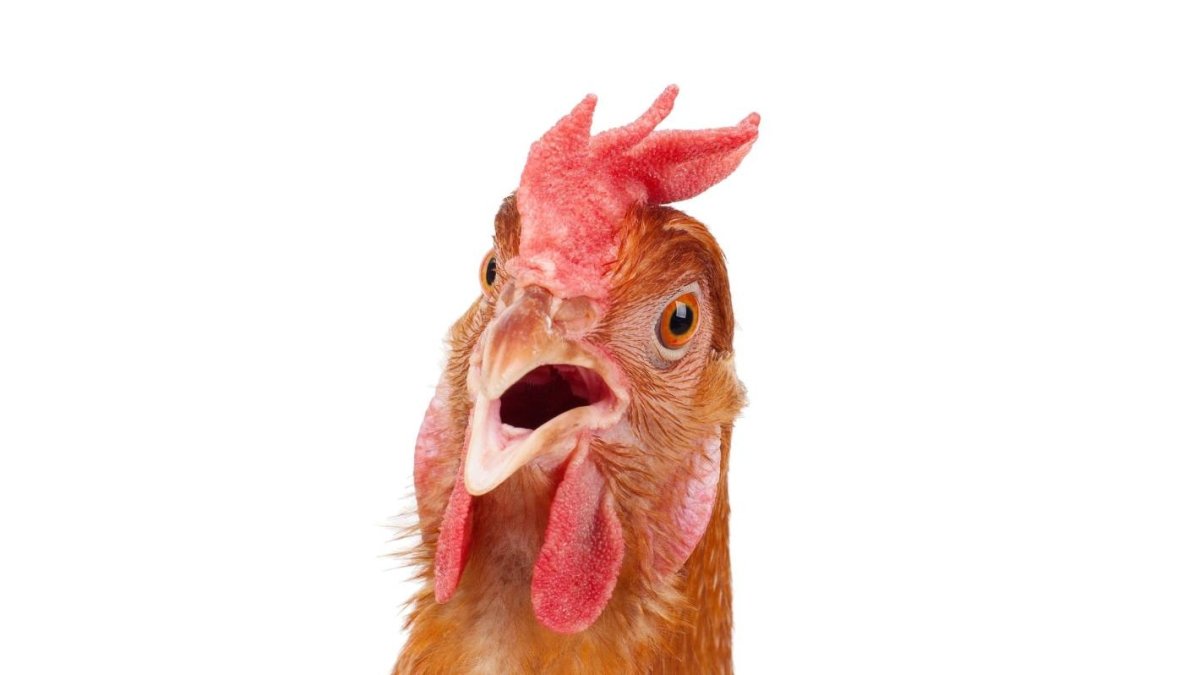 Петух породы Аям Цемани