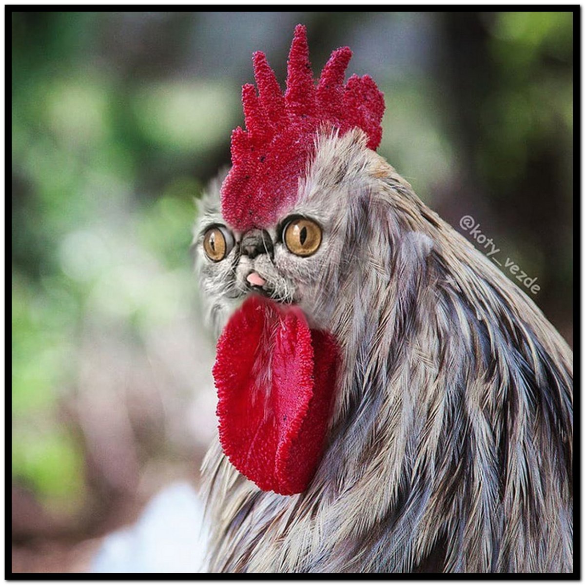 Цыпленок в юбке