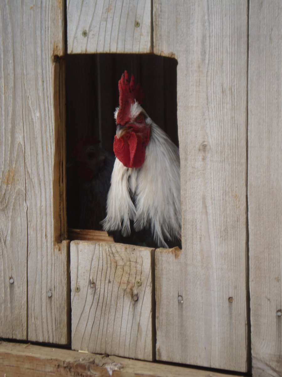 Петух в курятнике